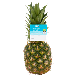 food title